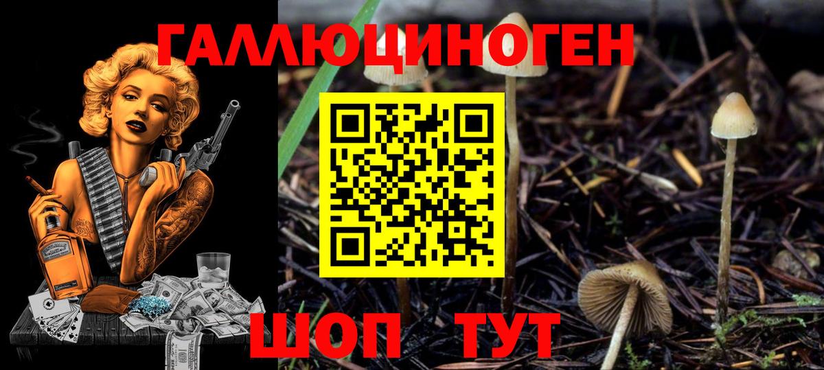 Волгодонск  Псилоцибиновые грибы Psilocybe  Вход с VPN 